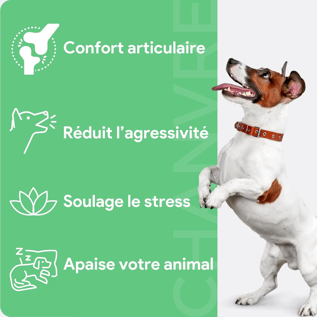 Friandises au Chanvre pour chiens • Stress & mobilité