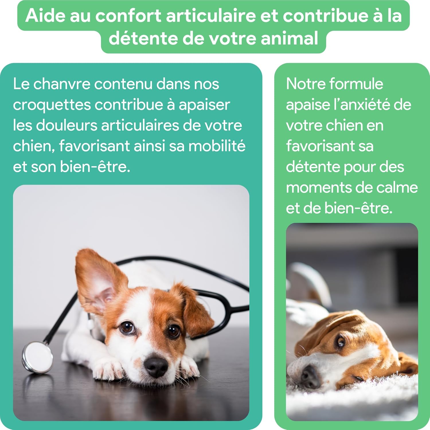 Friandises au Chanvre pour chiens • Stress & mobilité